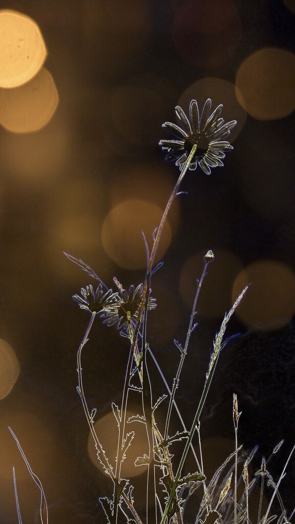 Crazy daisies by pattyblue