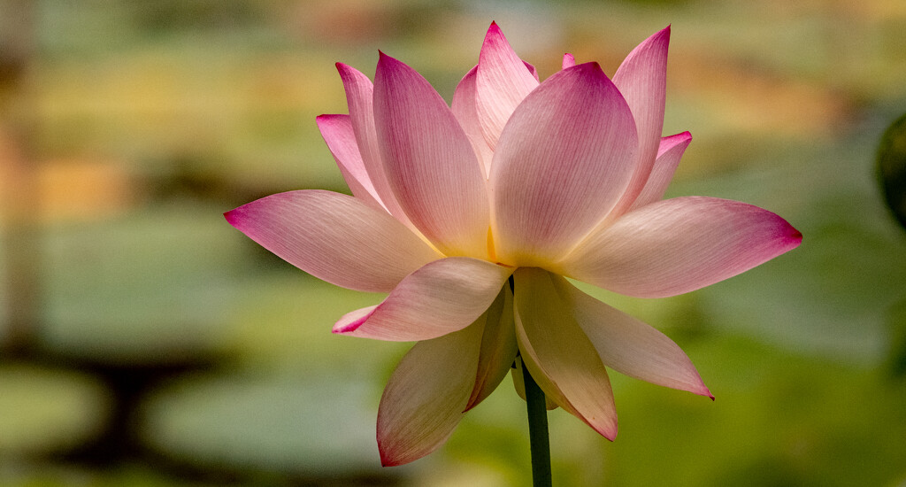 The Lotus Flowers are Still in Bloom! by rickster549