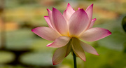 21st Jun 2024 - The Lotus Flowers are Still in Bloom!
