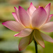 The Lotus Flowers are Still in Bloom!