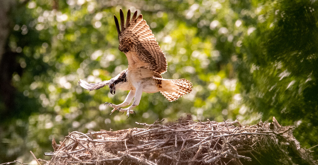 The Last Osprey Baby Practicing Getting Up into the Wind! by rickster549