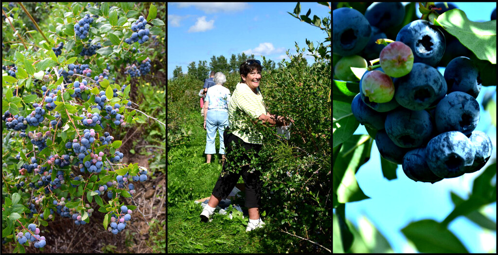 blueberry picking, Port Williams, Nova Scotia by summerfield