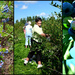blueberry picking, Port Williams, Nova Scotia