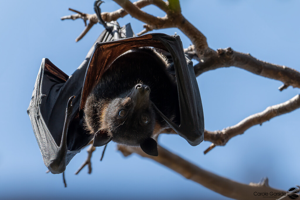 Just Hanging About by yorkshirekiwi