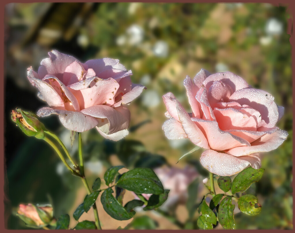 More dew covered roses by ludwigsdiana