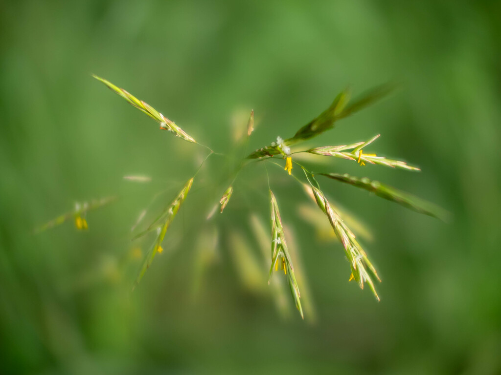 Grass flowers by haskar