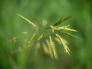 21st Jun 2024 - Grass flowers