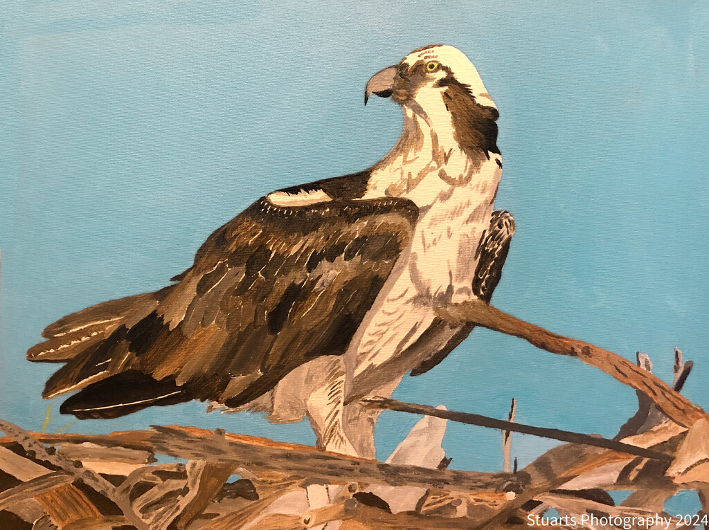 Osprey (painting) by stuart46