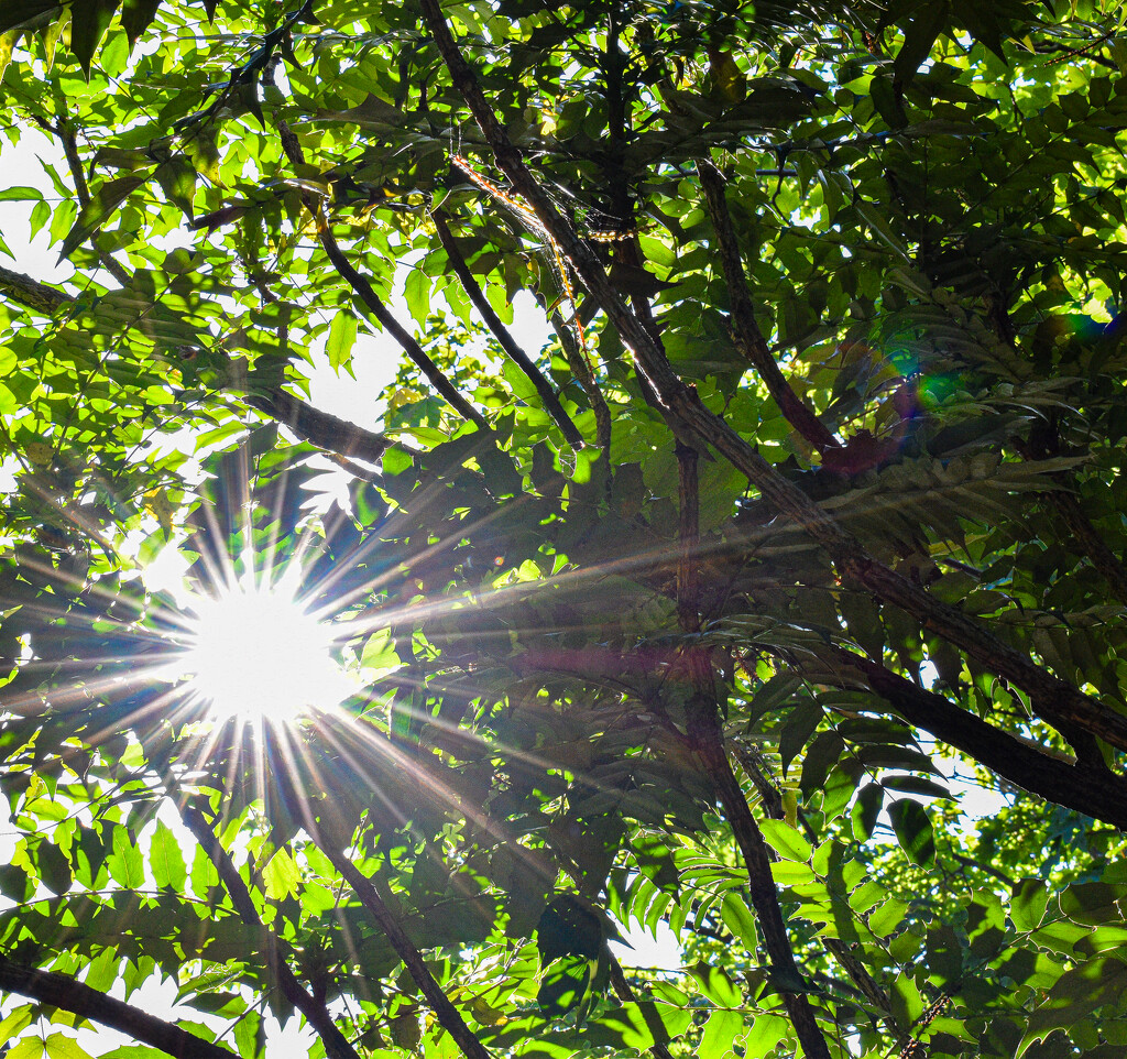 Sunburst through the trees by tiaj1402