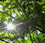 20th Jun 2024 - Sunburst through the trees