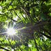 Sunburst through the trees by tiaj1402