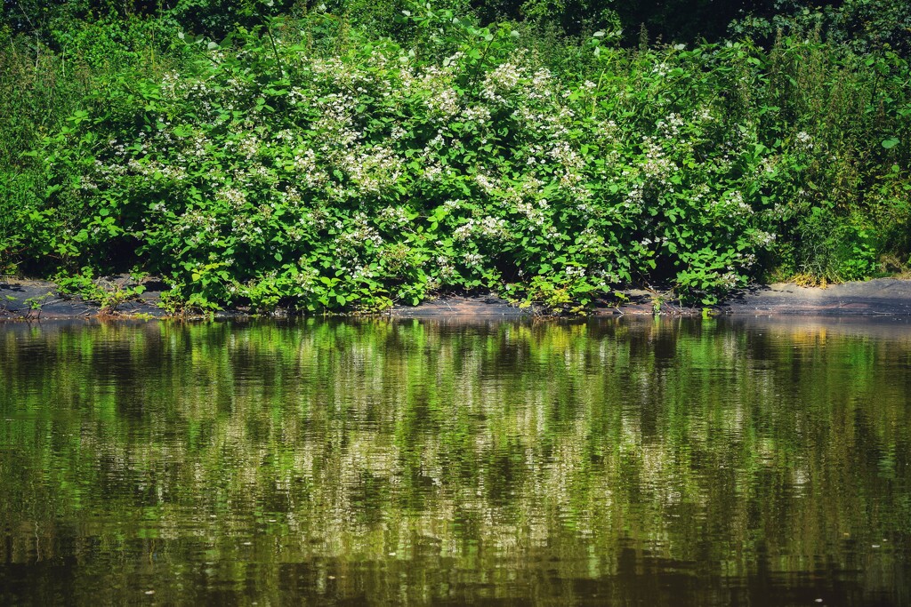 Pond Reflection  by dragey74