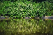 21st Jun 2024 - Pond Reflection 