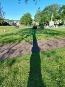 22nd Jun 2024 - Shadow tree