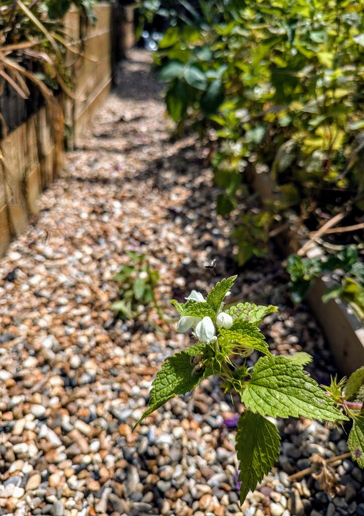 Garden path  by boxplayer