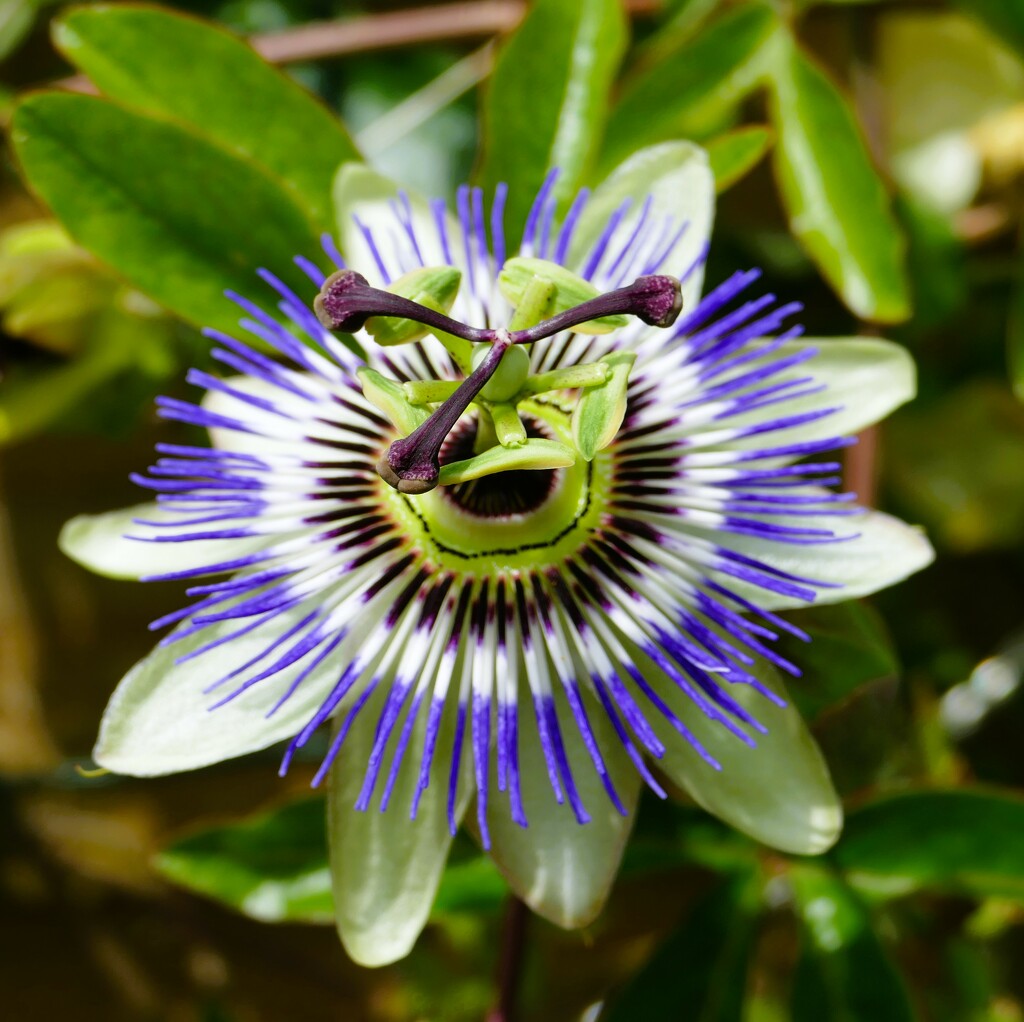passion flower by cam365pix