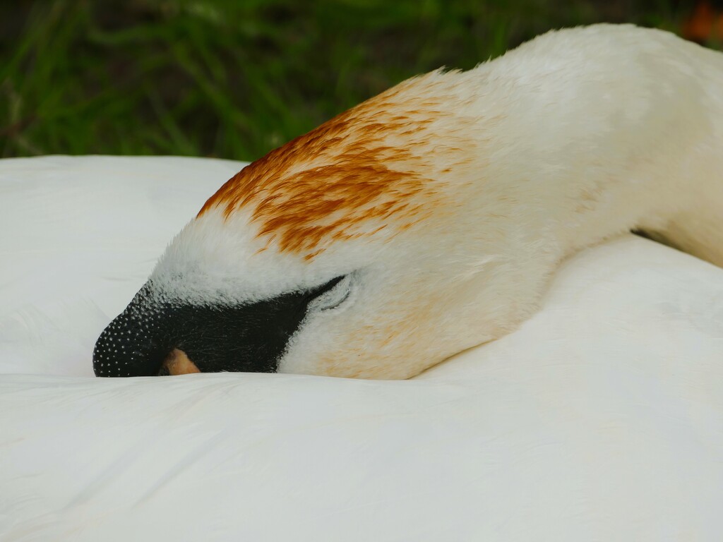 sleeping swan by cam365pix