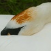 sleeping swan