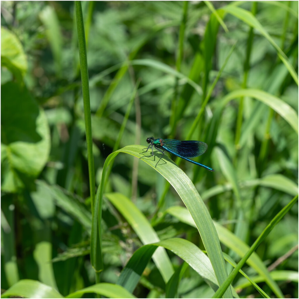 Banded Demoiselle by clifford