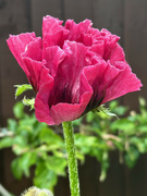 21st Jun 2024 - Poppy