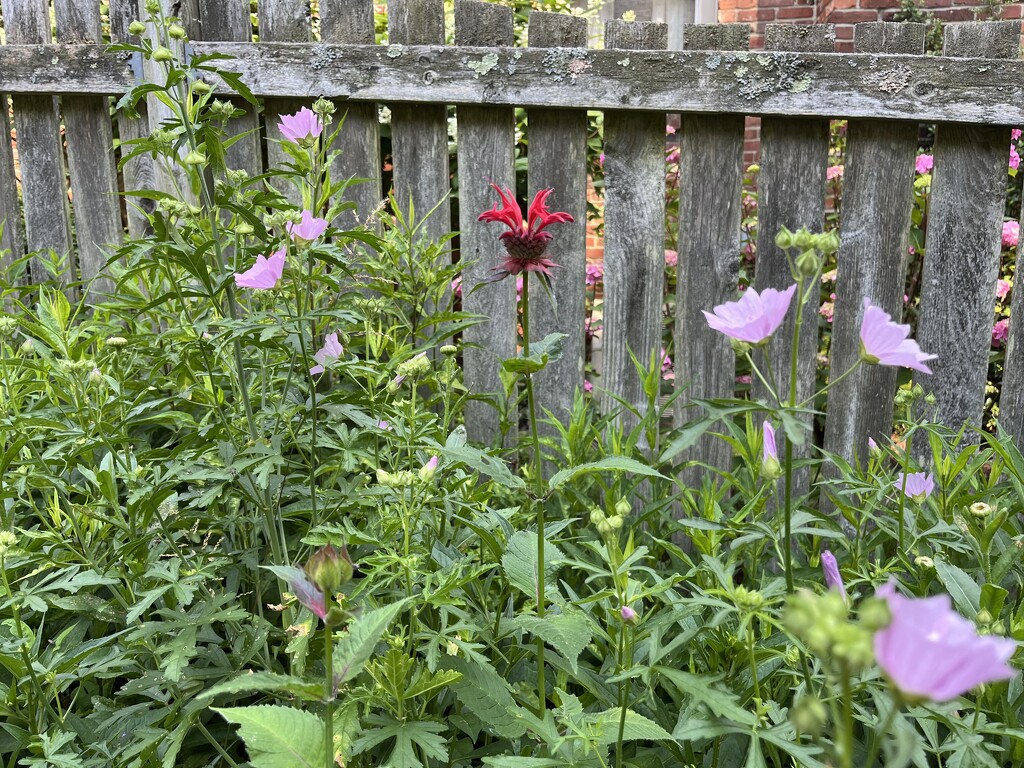 Mallow and Bee Balm by pej76