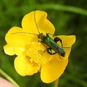 8th Jun 2024 - Thick  Legged Flower Beetle