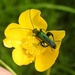 Thick  Legged Flower Beetle