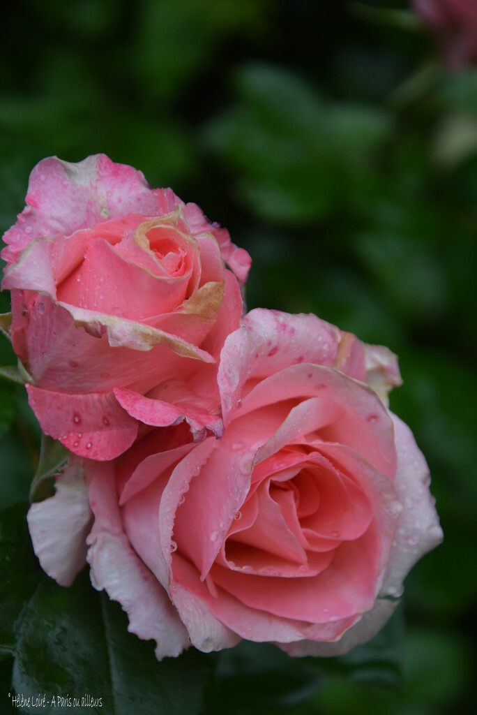 roses  by parisouailleurs
