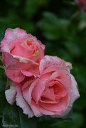 18th Jun 2024 - roses 