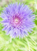 22nd Jun 2024 - Aster and Ants
