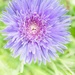 Aster and Ants