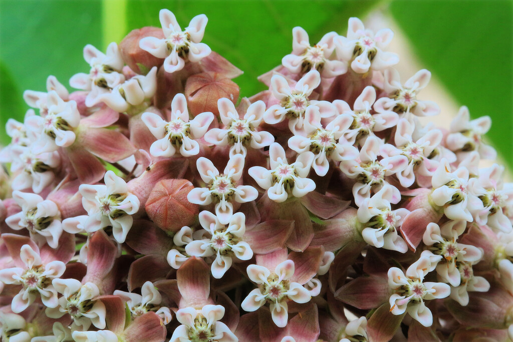 "Our" Milkweed by juliedduncan