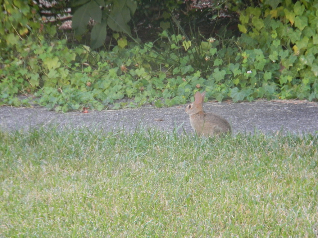 Rabbit in Neighbor's Yard  by sfeldphotos