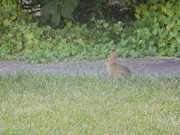 22nd Jun 2024 - Rabbit in Neighbor's Yard 