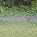 Rabbit in Neighbor's Yard 