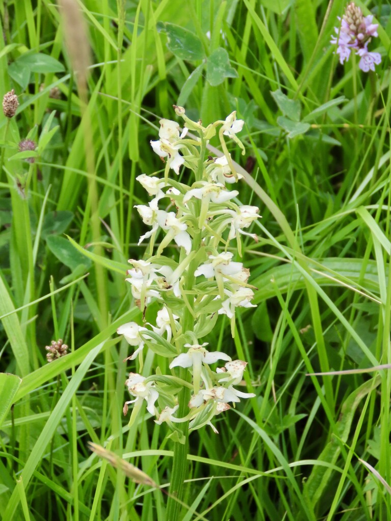 Greater Butterfly-Orchid by orchid99