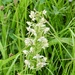 Greater Butterfly-Orchid