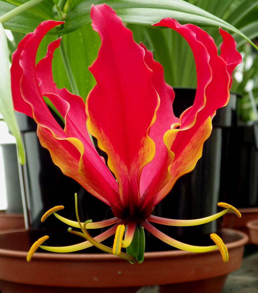 The stunning Glory Lily - Gloriosa rothschildiana by pebblegeek