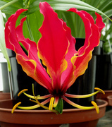 22nd Jun 2024 - The stunning Glory Lily - Gloriosa rothschildiana