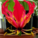 The stunning Glory Lily - Gloriosa rothschildiana