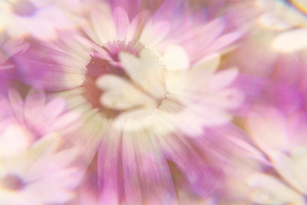 Senetti and daisies~~~~~ by ziggy77