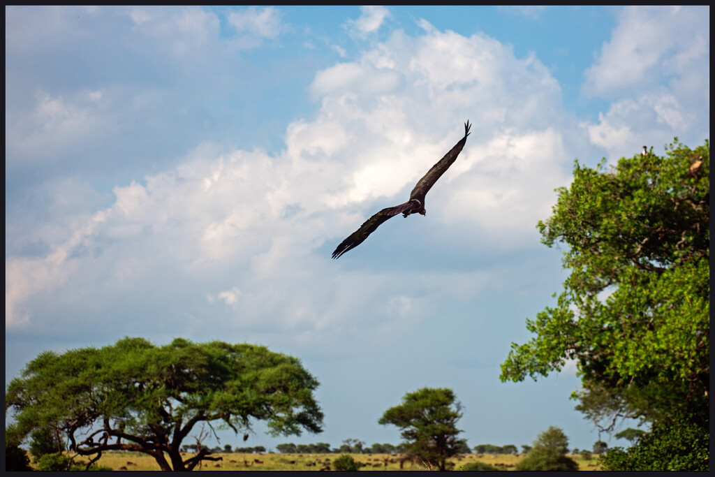 Black Kite Bird "I think" by 365projectorgchristine