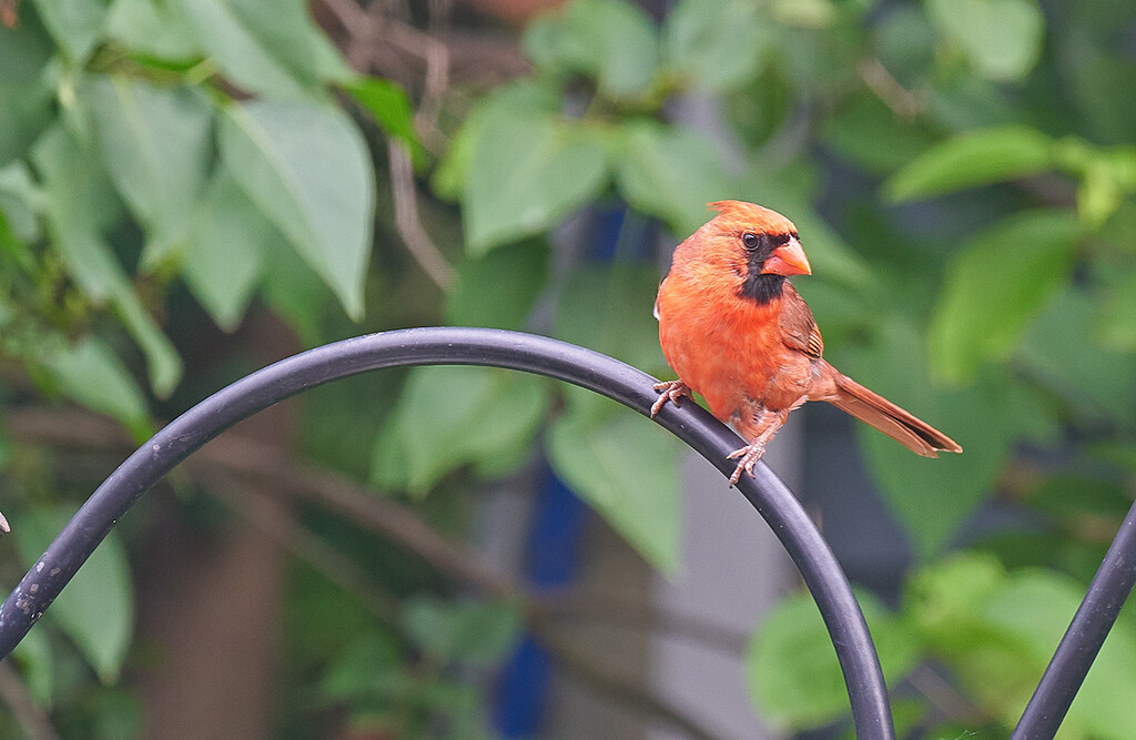  Male Cardinal  by gardencat