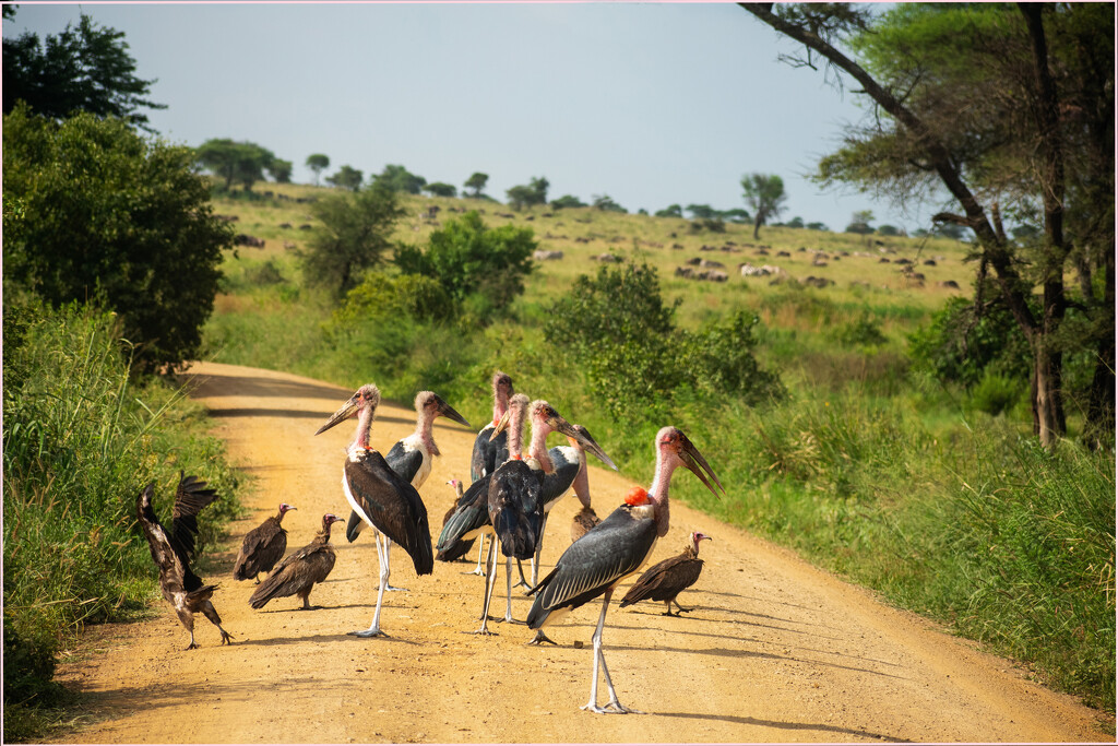 WHAT are these?  Marabou storks by 365projectorgchristine