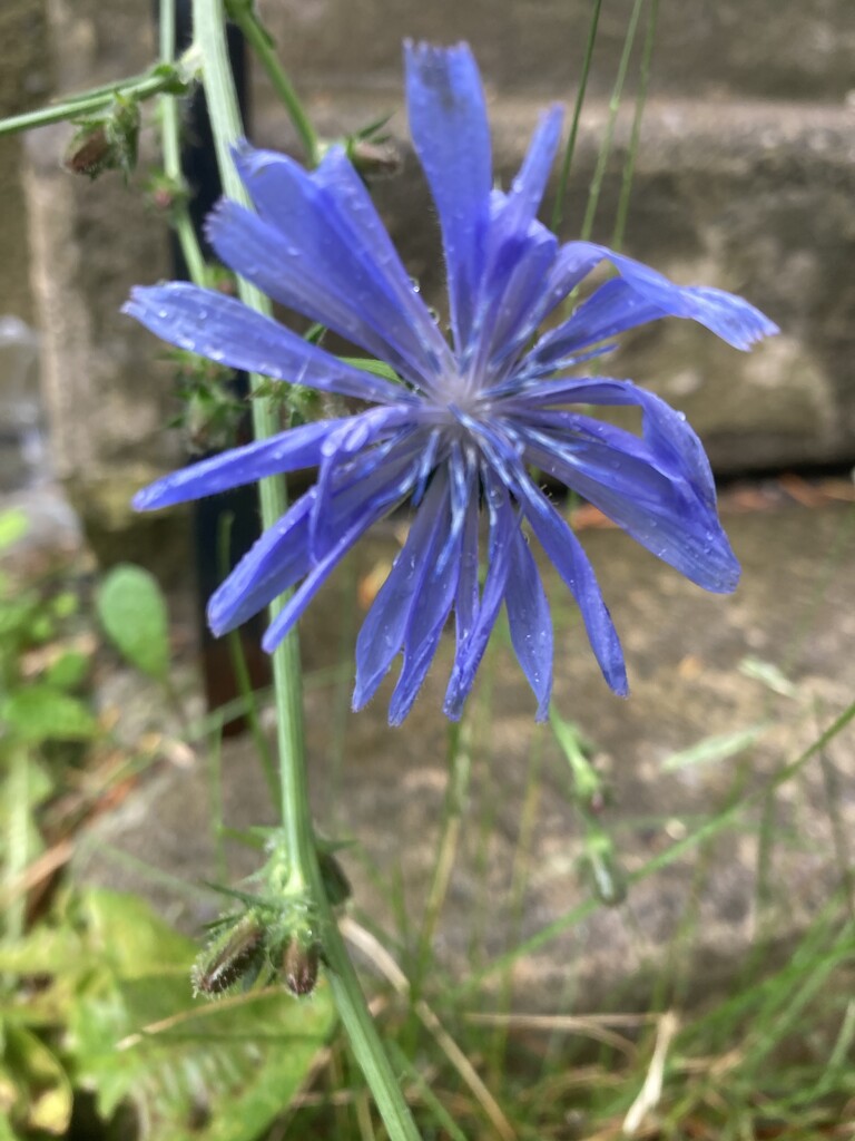 Pretty Blue Flower by spanishliz