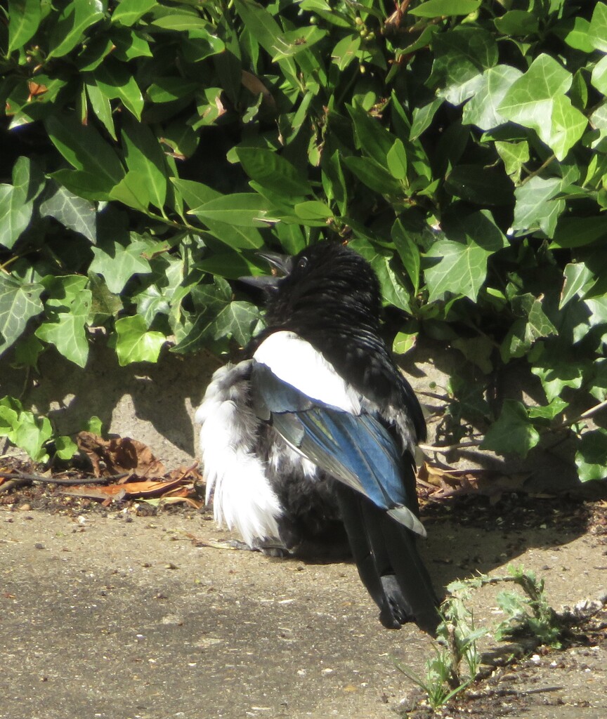 Young magpie by felicityms