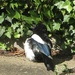 Young magpie