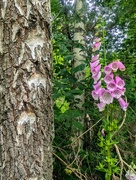 29th Jun 2024 - Foxgloves 