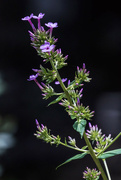 22nd Jun 2024 - Carolina Phlox