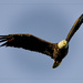 Eagle on the Warpath